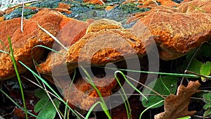 Phellinus robustus - saprophytic wood fungus on an old oak tree stump in a garden photo