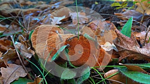 Phellinus robustus - saprophytic wood fungus on an old oak tree stump in a garden, Odessa photo