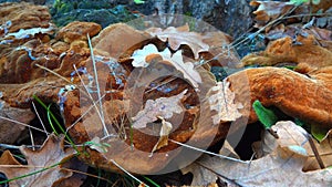 Phellinus robustus - saprophytic wood fungus on an old oak tree stump in a garden, Odessa photo