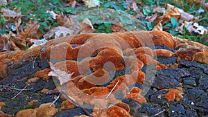 Phellinus robustus - saprophytic wood fungus on an old oak tree stump in a garden, Odessa photo