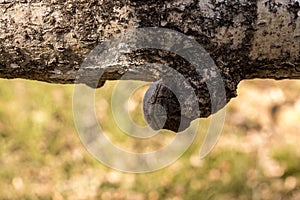 Phellinus tremulae, a polypore fungus growing on the trunk of a dead, fallen aspen tree, Populus tremula. photo