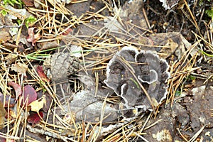 Phellodon connatus growing in coniferous environment