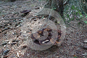 Phellodon mushroom in a forest