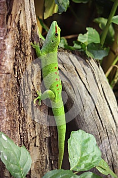 Phelsuma madagascariensis photo