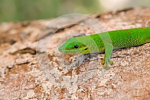 Phelsuma madagascariensis day gecko, Madagascar