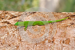 Phelsuma madagascariensis day gecko, Madagascar