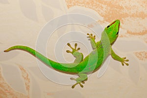 Phelsuma madagascariensis day gecko, Madagascar