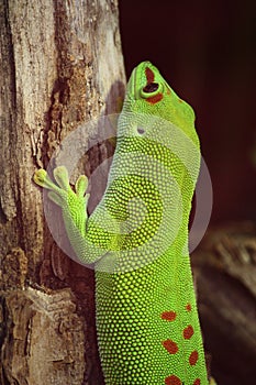 Phelsuma madagascariensis detail