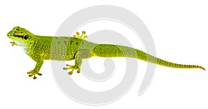 Phelsuma madagascariensis - gecko