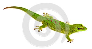 Phelsuma madagascariensis - gecko