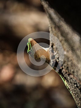 Giant Green Gecko hiding behind a tree, Kirindy forest, Morondava, Madagascar photo