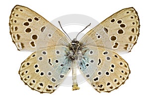 Phengaris arion (Large blue)