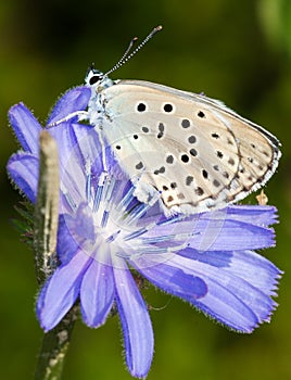 Phengaris ( Maculinea ) alcon / alcon blue butterfly photo
