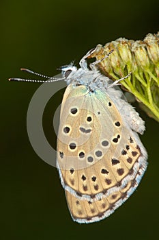 Phengaris ( Maculinea ) alcon close-up / photo