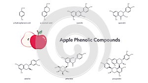 Phenolic compounds found in apples vector illustration science graphic