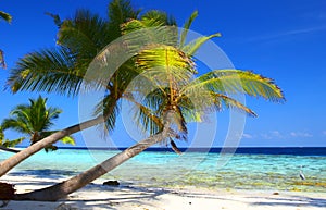 Fenomenálny pláž palma stromy a vták 