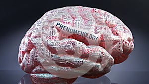 Phenomenology and a human brain photo