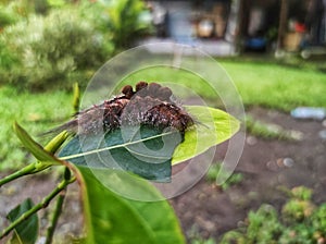 the phenomenon of caterpillars that have sprung up because it has entered the end of the rainy season.