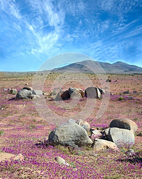 Phenomenon of Flowering desert in the Chilean Atacama