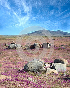 Phenomenon of Flowering desert in the Chilean Atacama photo