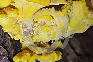 The phenomenon of guttation on a Laetiporus sulphureus photo