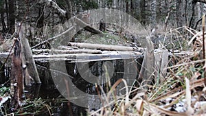 Phenomenon from the life of beavers: palisade