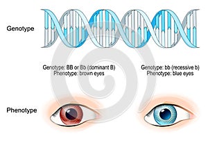 Phenotype and Genotype Relationship. Dominant gene and recessive gene