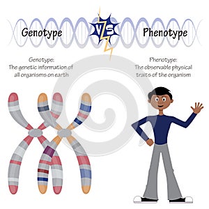 phenotype versus genotype