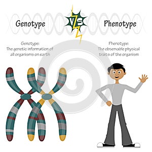 phenotype versus genotype