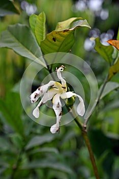 Pheromone from blooming flower attract to fruit fly photo