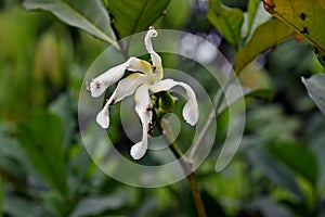 Pheromone from blooming flower attract to fruit fly photo