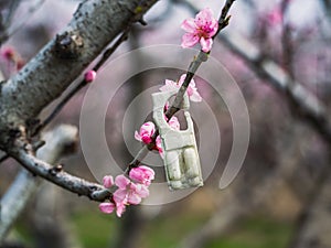 Pheromone diffusing - Insecticidal control by mating disruption. Protecting peach orchards from pests by interfering with mating.