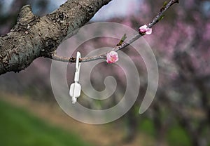 Pheromone diffusing - Insecticidal control by mating disruption. Protecting peach orchards from pests by interfering with mating.