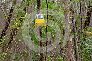 Pheromone fly trap hanging photo