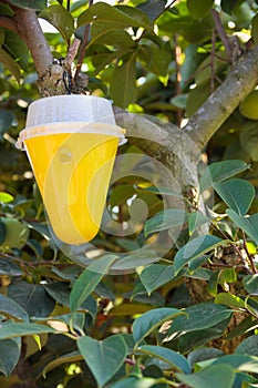 Pheromone trap combats the Mediterranean fruit fly Ceratitis capitata in a persimmon tree