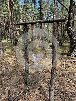 Pheromone trap in the forest. Bark beetle trap. Forest protection from pests.