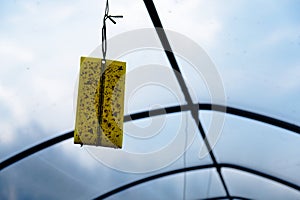 a pheromone trap installed in a greenhouse for the control of weeds for organic cultivation photo