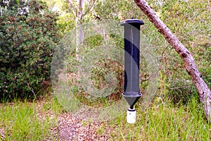Pheromone trap for invasive insects in a Mediterranean coniferous forest