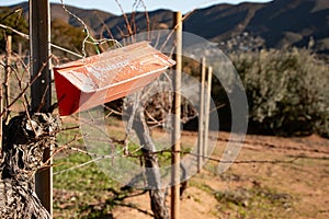 Pheromone trap for pest monitoring in vineyards