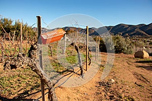 Pheromone trap for pest monitoring in vineyards