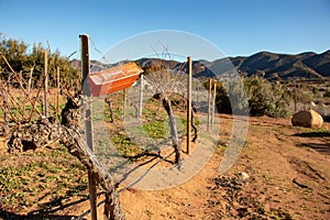 Pheromone trap for pest monitoring in vineyards photo