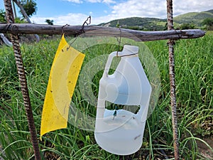 Pheromone trap setup and yellow sticky trap