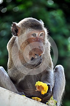 Phetchaburi, Thailand: Monkey Eating Fruit