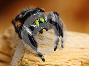 Phiddipus Audax jumping spider