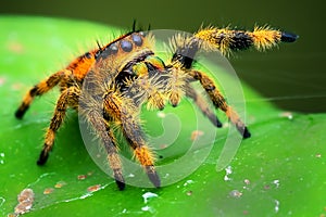 Phiddipus Regius femalewaiting for prey