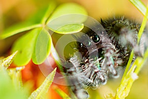 Phidippus audax Clover