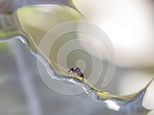 Phidippus audax,jumping spider