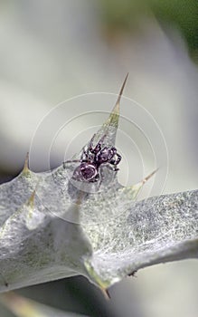 Phidippus audax,jumping spider