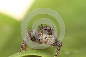 Phidippus audax Jumping Spider