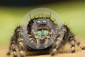 Phidippus audax Jumping Spider